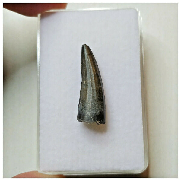 S43 - Exceedingly Rare Suchomimus tenerensis Dinosaur Tooth