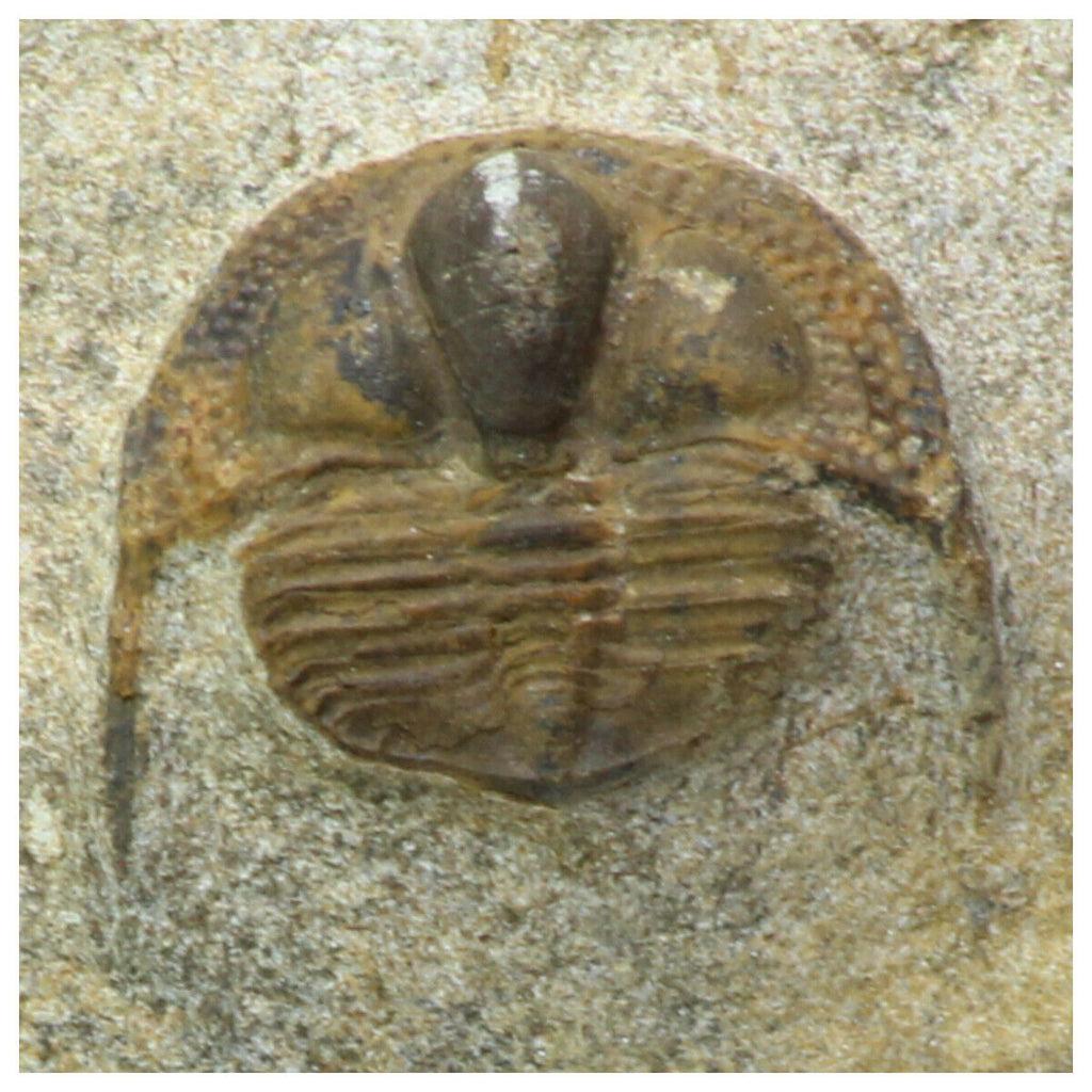 R321 & R349 Selenopeltis and Onnia Trilobites - Order Jörg