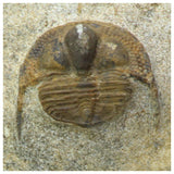 R321 & R349 Selenopeltis and Onnia Trilobites - Order Jörg