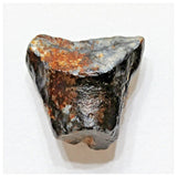 E12 - Ouranosaurus nigeriensis Basal Hadrosaur Dinosaur Tooth Cretaceous Elrhaz Fm