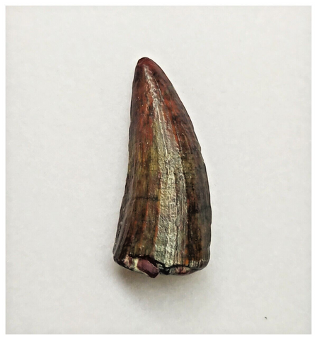 T179 - Rare Suchomimus tenerensis Dinosaur Tooth Lower Cretaceous Elrhaz Fm