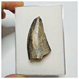 JS21 - Rare Eocarcharia dinops Dinosaur Tooth - Cretaceous Elrhaz Fm Tenere Desert