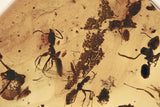 J51 - 4 ANTS + GALL MIDGE & FLOWER STAMEN Fossil Genuine BALTIC AMBER + HQ Picture