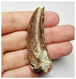 T19 - Rare Suchomimus tenerensis Dinosaur Tooth Lower Cretaceous Elrhaz Fm