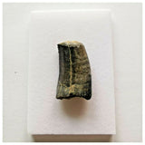 J43- Rare Eocarcharia dinops Dinosaur Tooth - Cretaceous Elrhaz Fm Tenere Desert