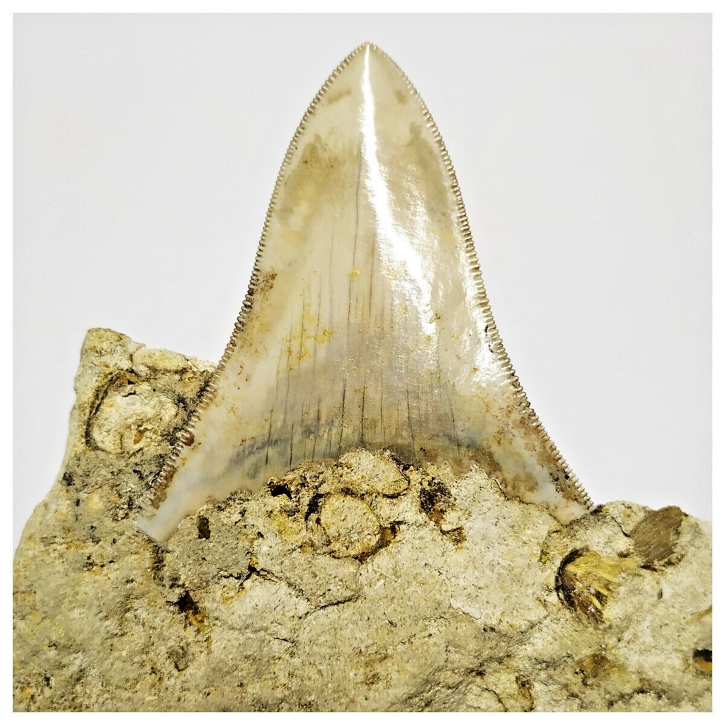 T122 - Finest Quality Serrated 2.63'' Megalodon Tooth in Matrix Indonesia Location
