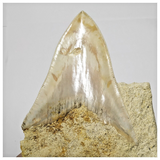 T119 - Finest Quality Serrated 3.70'' Megalodon Tooth in Matrix Indonesia Location