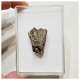 E11 - Ouranosaurus nigeriensis Basal Hadrosaur Dinosaur Tooth Cretaceous Elrhaz Fm