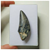 S5 - Rare Eocarcharia dinops Dinosaur Tooth - Cretaceous Elrhaz Fm Tenere Desert