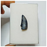 JS25 - Rare Eocarcharia dinops Dinosaur Tooth - Cretaceous Elrhaz Fm Tenere Desert