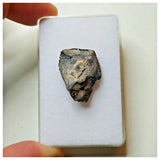 S36 - Ouranosaurus nigeriensis Basal Hadrosaur Dinosaur Tooth Cretaceous Elrhaz Fm