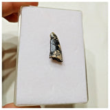 E16 - Rare Afrovenator abakensis Megalosaurid Dinosaur Tooth Jurassic Tiouraren Fm