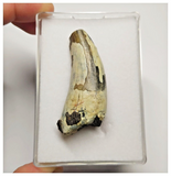 T22 - Rare Suchomimus tenerensis Dinosaur Tooth Lower Cretaceous Elrhaz Fm