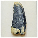 JS8 - Rare Afrovenator abakensis Megalosaurid Dinosaur Tooth Jurassic Tiouraren Fm