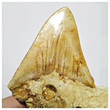 T123 - Finest Quality Serrated 3.26'' Megalodon Tooth in Matrix Indonesia Location