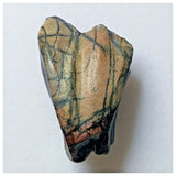 S12 - Ouranosaurus nigeriensis Basal Hadrosaur Dinosaur Tooth Cretaceous Elrhaz Fm