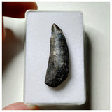 S25 - Kryptops palaios Abelisaurid Theropod Dinosaur Tooth Cretaceous Elrhaz Fm