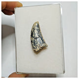 JS16 - Rare Afrovenator abakensis Megalosaurid Dinosaur Tooth Jurassic Tiouraren Fm