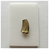 J64- Rare Eocarcharia dinops Dinosaur Tooth - Cretaceous Elrhaz Fm Tenere Desert