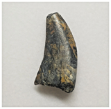 JS146 - Rare Eocarcharia dinops Dinosaur Tooth Cretaceous Elrhaz Fm Tenere Desert