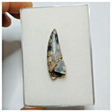 JS14 - Rare Afrovenator abakensis Megalosaurid Dinosaur Tooth Jurassic Tiouraren Fm