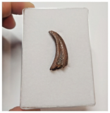 T63 - Top Rare Unusual Upper Cretaceous Pterosaur Claw KemKem Beds Ifezouane Fm