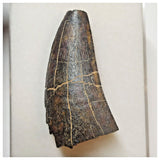 W18 - Rare Eocarcharia dinops Dinosaur Tooth - Cretaceous Elrhaz Fm Tenere Desert