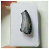 S28 - Rare Eocarcharia dinops Dinosaur Tooth - Cretaceous Elrhaz Fm Tenere Desert