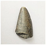 JS151-Rare Eocarcharia dinops Dinosaur Tooth Cretaceous Elrhaz Fm Tenere Desert