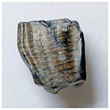 S14 - Ouranosaurus nigeriensis Basal Hadrosaur Dinosaur Tooth Cretaceous Elrhaz Fm