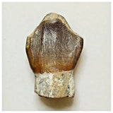 JS3 - Top Rare Jobaria tiguidensis Sauropod Dinosaur Tooth Jurassic Tiouraren Fm