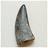 JS40 - Rare Eocarcharia dinops Dinosaur Tooth - Cretaceous Elrhaz Fm Tenere Desert