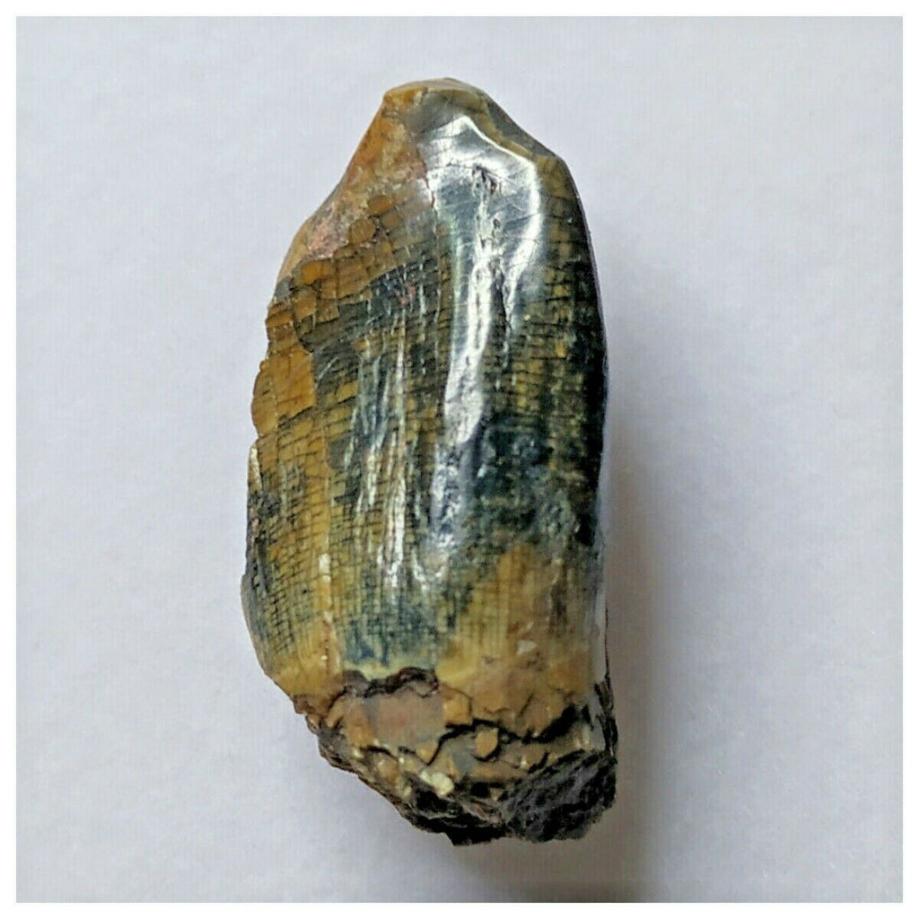 S18 - Top Rare Unidentified Basal Sauropod Dinosaur Tooth Jurassic Tenere Desert