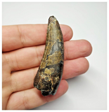T20 - Rare Suchomimus tenerensis Dinosaur Tooth Lower Cretaceous Elrhaz Fm