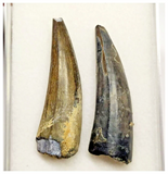 T35 - Set of 2 Sarcosuchus imperator Crocodile Teeth Lower Cretaceous Elrhaz Fm