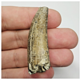 JS154 - Rare Eocarcharia dinops Dinosaur Tooth Cretaceous Elrhaz Fm Tenere Desert