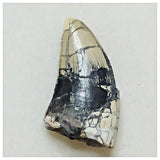 JS12 - Rare Afrovenator abakensis Megalosaurid Dinosaur Tooth Jurassic Tiouraren Fm