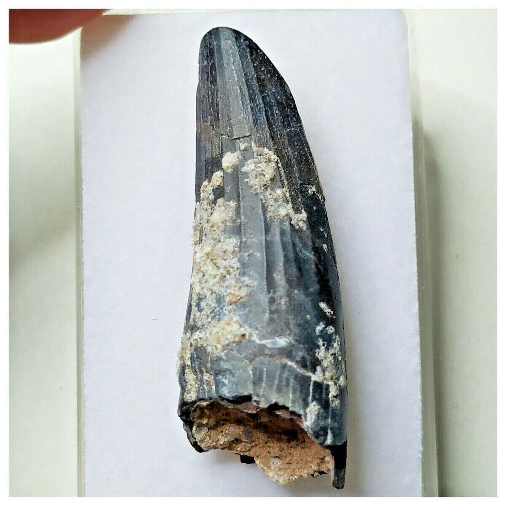 S9 - Exceedingly Rare Suchomimus tenerensis Dinosaur Tooth - Elrhaz Fm - Niger