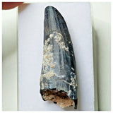 S9 - Exceedingly Rare Suchomimus tenerensis Dinosaur Tooth - Elrhaz Fm - Niger