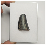 JS153 - Rare Eocarcharia dinops Dinosaur Tooth Cretaceous Elrhaz Fm Tenere Desert