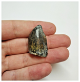 T46 - Rare Jobaria tiguidensis Sauropod Dinosaur Tooth Jurassic Tiouraren Fm