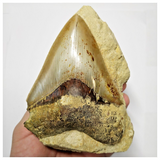 T118 - Finest Quality Serrated 4.29'' Megalodon Tooth in Matrix Indonesia Location