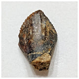 E10 - Elrhazosaurus Basal Iguanodontian Dinosaur Tooth - Cretaceous Elrhaz Fm