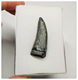 T29 - Rare Suchomimus tenerensis Dinosaur Tooth Lower Cretaceous Elrhaz Fm