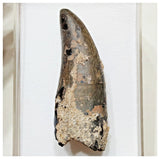 E5 - Rare Eocarcharia dinops Dinosaur Tooth - Cretaceous Elrhaz Fm Tenere Desert