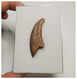 T72 - Top Rare 1.77 Inch Upper Cretaceous Pterosaur Claw KemKem Beds Ifezouane Fm