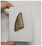 T84 - Rare Eocarcharia dinops Dinosaur Tooth - Cretaceous Elrhaz Fm Tenere Desert