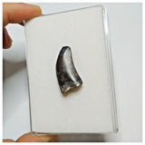 JS26 - Rare Eocarcharia dinops Dinosaur Tooth - Cretaceous Elrhaz Fm Tenere Desert