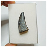 JS40 - Rare Eocarcharia dinops Dinosaur Tooth - Cretaceous Elrhaz Fm Tenere Desert