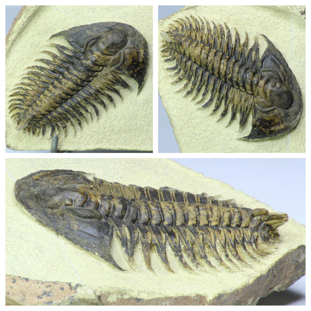 R263/R264/R276/R33 Harpes, Acanthopyge, Psedosaukianda & Drotops Trilobites - Order Travis